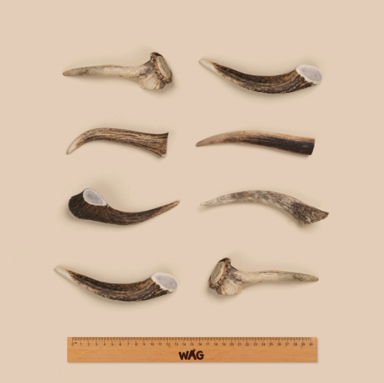 WAG DEER ANTLER WHOLE SMALL